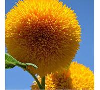 15 graines de tournesol Ours en peluche Graine Semi Nain Helianthus Jardin Belle Graines de fleurs