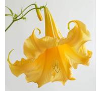 15 Graines de Trompette des Anges jaune (Brugmansia suaveolens)