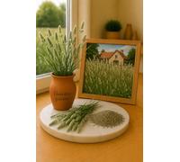 150 Graine de Flouve Odorante - Anthoxanthum Odoratum - Fleur Jardin - 495