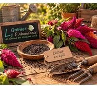 150 graines à semer - Le Grenier d'Abondance - Célosie en épis - Célosie spicata