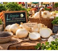 150 graines à semer - Le Grenier d'Abondance - Oignon Blanc Premier - Allium cepa
