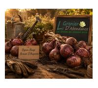 150 graines à semer - Le Grenier d'Abondance - OIGNON Rouge Bronze D'Amposta - Allium cepa