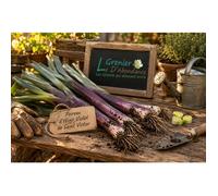 150 graines à semer - Le Grenier d'Abondance - POIREAU d'hiver Violet de Saint Victor - Allium porrum