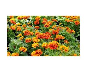 150 Graines d’œillets d'Inde - fleurs amis jardins potager - méthode BIO