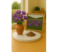 150 Graines de ASTER - Aster de Nouvelle-Angleterre - Novae Angliae - Bleu Violet - Fleur Jardin - 445