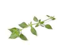 150 Graines De Basilic Citron