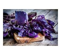 150 Graines De Basilic Pourpre