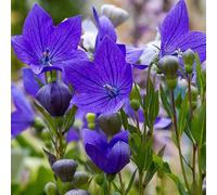 150 Graines de Campanules à grandes fleurs (Platycodon grandiflorus azul) Cloche chinoise