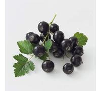 150 Graines de Cassis Géant de Boskoop (Ribes negrum)