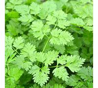 150 Graines de Cerfeuil - plante aromatique jardin - semences paysannes reproductibles - SemiSauvage
