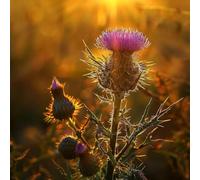 150 graines de Chardon des champs (Cirsium arvense)