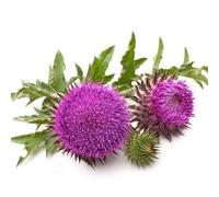 150 graines de Chardon des champs (Cirsium arvense) - reproductible non traitée