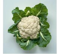 150 Graines de Chou-fleur - SemiSauvage Permaculture