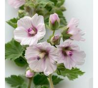 150 Graines de Guimauve Officinale