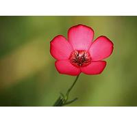 150 Graines de Lin à Grandes Fleurs Rouge - semences paysannes reproductibles - SemiSauvage