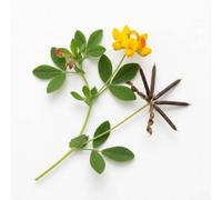 150 Graines de Lotier Corniculé (Lotus corniculatus) - SemiSauvage Permaculture