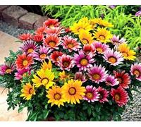 150 Graines de Marguerite du Soleil - Gazania Hybrida Sunshine Hybrids - Gazanie Fleur Jardin - 294