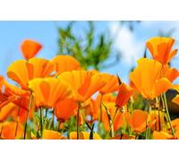 150 Graines de Pavot de Californie- fleurs mellifères - semences paysannes reproductibles - SemiSauvage