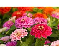 150 Graines de Rose Mystique Zinnia - fleurs - semences paysannes reproductibles - SemiSauvage