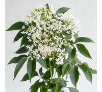 150 Graines de Sureau Noir (Sambucus Nigra) - SemiSauvage Permaculture - graines reproductibles