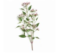 150 Graines de Valériane Officinale - SemiSauvage Permaculture