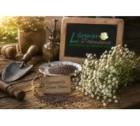 150 graines Fleurs à semer - Le Grenier d'Abondance - GYPSOPHILE Géant blanc - Gypsophila