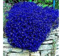 150 semi/graines: AUBRIETA"ROYAL BLUE" 30/100 SEMI - AUBRETIA GRACILIS BLU VIABLE GRAINES Fleur Jardin BLEU ROYAL - 270