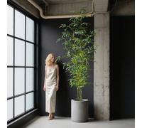 160-270 cm Grand arbre de bambou artificiel, branches de palmier en rotin réalistes, dracaena, faux dracaena grand, feuilles de bambou en plastique réalistes, feuillage tropical, convient pour la mais