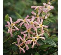 2 Jasmin étoilé 'Star of Sicily' / Pluie d'étoiles (Persistant) - Rose abricot, parfumé et rustique | Jasmin de Toscane 2 pots de 1,5 litre Vérano
