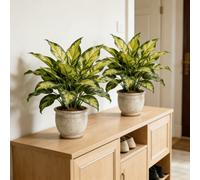 2 pièces Combinaison de plantes artificielles - Décoration d'arbre tropical de forêt tropicale factice avec feuillage coloré, convient pour une utilisation extérieure - Arbre décoratif tropical à larg