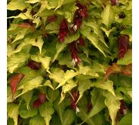 2 x arbre aux faisans - leycesteria formosa 'golden lanterns' - 40-50 cm pot