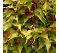 2 x Belle Leycesterie - Leycesteria formosa « Golden Lanterns » | 40-50 cm en conteneur