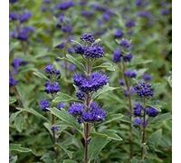 2 x Caryopteris clandonensis « Grand Bleu » | 30-40 cm en conteneur