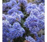 2 x Céanothe - Ceanothus 'Burkwoodii' | 30-40 cm en conteneur