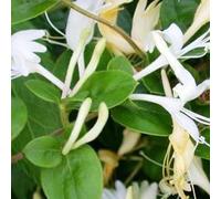2 x chèvrefeuille du japon - lonicera japonica 'hall's prolific' - 50-60 cm pot