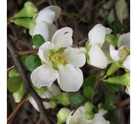 2 x cognassier du japon - chaenomeles superba 'jet trail' - 30-40 cm pot