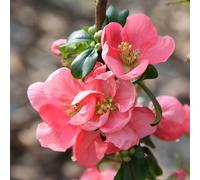 2 x cognassier du japon - chaenomeles superba 'pink lady' - 30-40 cm pot