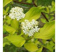 2 x Cornouiller blanc - Cornus alba | 60-80 cm en conteneur