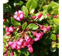2 x escallonia 'red dream' - 20-25 cm pot