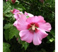 2 x Garteneibisch - Hibiscus syriacus 'Woodbridge' | 40-60 cm en conteneur