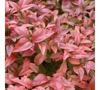 2 x Heiliger Bambus - Nandina domestica | 30-40 cm en conteneur