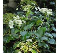 2 x hortensia grimpant - hydrangea anomala 'petiolaris' - 30-40 cm pot