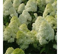 2 x hortensia paniculé - hydrangea paniculata 'limelight' - 40-50 cm pot