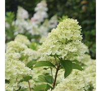 2 x hortensia paniculé - hydrangea paniculata 'little lime' - 40-50 cm pot
