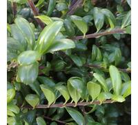 2 x houx crénelé - ilex crenata 'convexa' - 30-40 cm pot