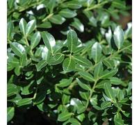 2 x houx crénelé - ilex crenata 'green lustre' - 25-30 cm pot