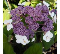 2 x hydrangea aspera 'sargentiana' - 25-30 cm pot