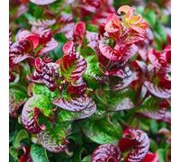 2 x Lavande arbustive - Leucothoe axillaris 'Curly Red' | 20-30 cm en pot