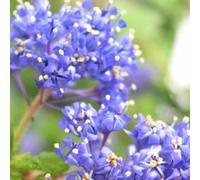 2 x lilas de californie - ceanothus 'blue diamond' - 30-40 cm pot