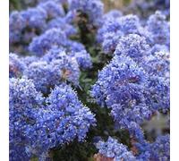 2 x lilas de californie - ceanothus 'burkwoodii' - 30-40 cm pot